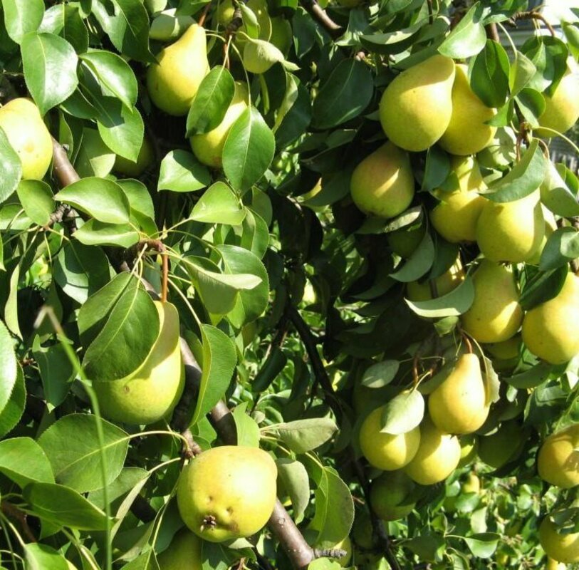 Груша Свердловчанка (Pyrus communis 'Sverdlovchanka')