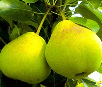 Груша Свердловчанка (Pyrus communis 'Sverdlovchanka')