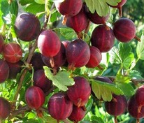 Крыжовник Червоный Триумф (Ribes uva-crispa 'Chervony Triumph')