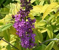 Буддлея Давида Муншайн (Buddleja davidii 'Moonshine')