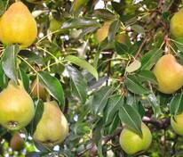 Груша Просто Мария (Pyrus communis 'Prosto Mariya')