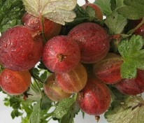 Крыжовник Краснославянский (Ribes uva-crispa 'Krasnoslavyansky')