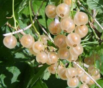 Смородина белая Алмазная (Ribes niveum 'Almaznaya')