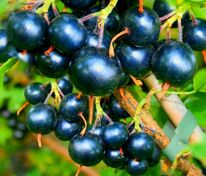 Смородина черная Черный Жемчуг (Ribes nigrum 'Cherny Zhemchug')