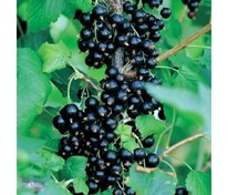 Смородина черная Титания (Ribes nigrum 'Titania')