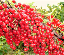 Смородина красная Щедрая (Ribes rubrum 'Shchedraya')