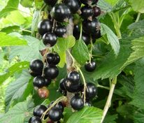 Смородина черная Киевская Сюита (Ribes nigrum 'Kievskaya Syuita')