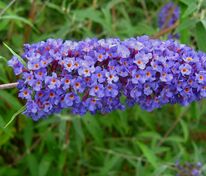 Буддлея Давида Нано Блю (Buddleja davidii 'Nanho Blue')
