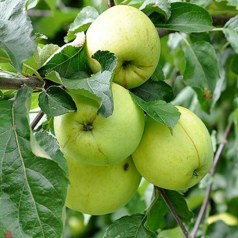 Яблоня Антоновка десертная (Malus domestica 'Antonovka Desertnaya')