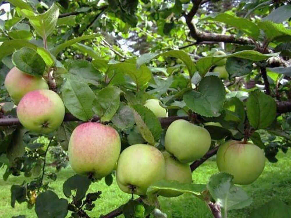Яблоня Антоновка десертная (Malus domestica 'Antonovka Desertnaya')