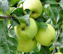 Яблоня Антоновка десертная (Malus domestica 'Antonovka Desertnaya')