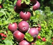 Яблоня колоновидная Рубиновое ожерелье (Malus domestica 'Rubinovoe Ozherelye')