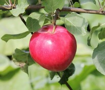 Яблоня Раннее Алое (Malus domestica 'Rannee Aloe')
