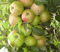 Яблоня колоновидная Гирлянда (Malus domestica 'Girlyanda')
