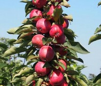 Яблоня колоновидная Алые паруса (Malus domestica 'Alye Parusa')