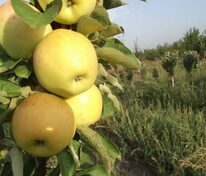 Яблоня колоновидная Августовское Желтое (Malus domestica 'Avgustovskoe Zheltoe')