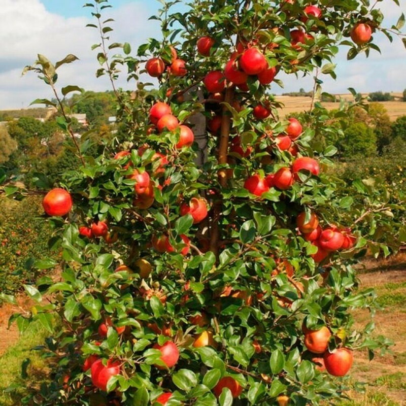 Яблоня Хани Крисп (Malus domestica 'Honey Crisp')