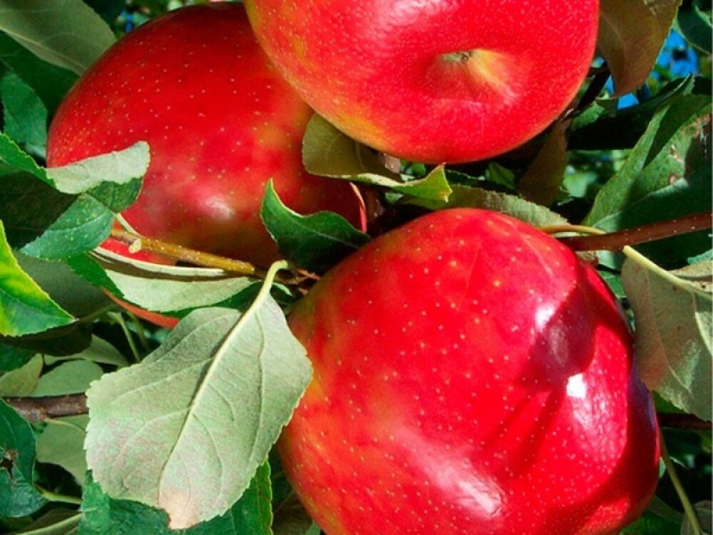 Яблоня Хани Крисп (Malus domestica 'Honey Crisp')