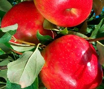 Яблоня Хани Крисп (Malus domestica 'Honey Crisp')