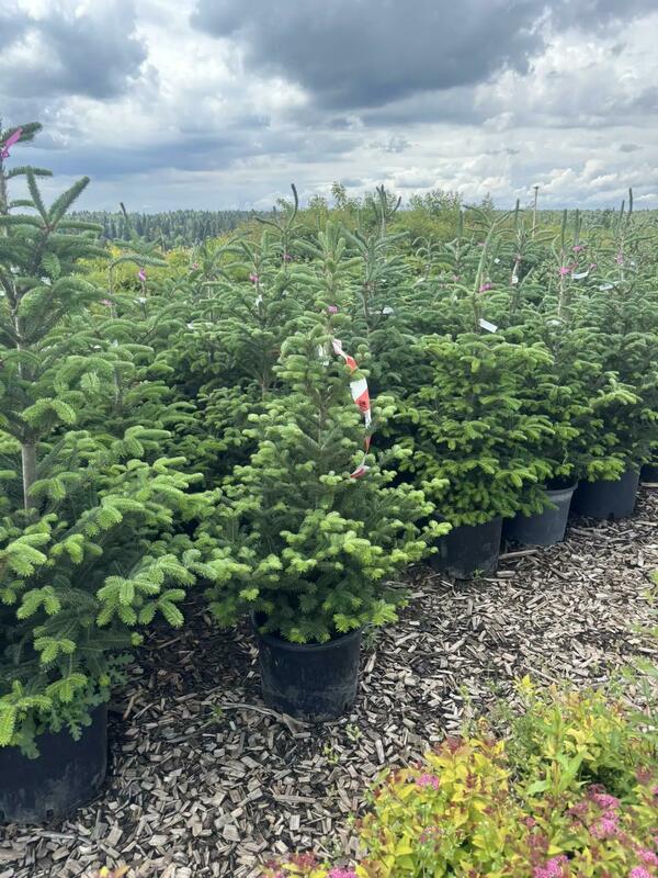 Пихта Фразера (Abies fraseri)