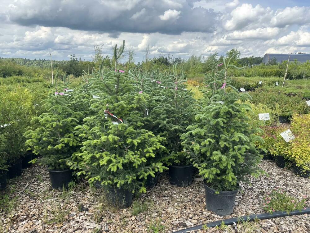 Пихта Фразера (Abies fraseri)