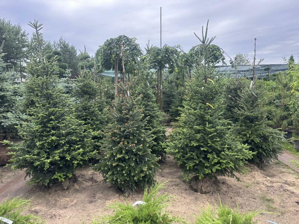 Пихта Фразера (Abies fraseri)