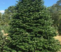 Пихта Фразера (Abies fraseri)