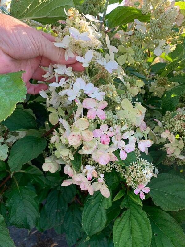 Гортензия метельчатая Конфетти (Hydrangea paniculata 'Confetti')