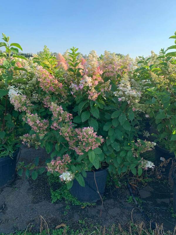 Гортензия метельчатая Конфетти (Hydrangea paniculata 'Confetti')