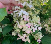 Гортензия метельчатая Конфетти (Hydrangea paniculata 'Confetti')