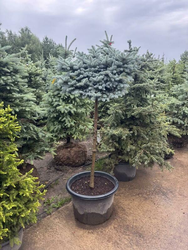 Ель колючая Глаука Глобоза (Picea pungens 'Glauca Globosa')