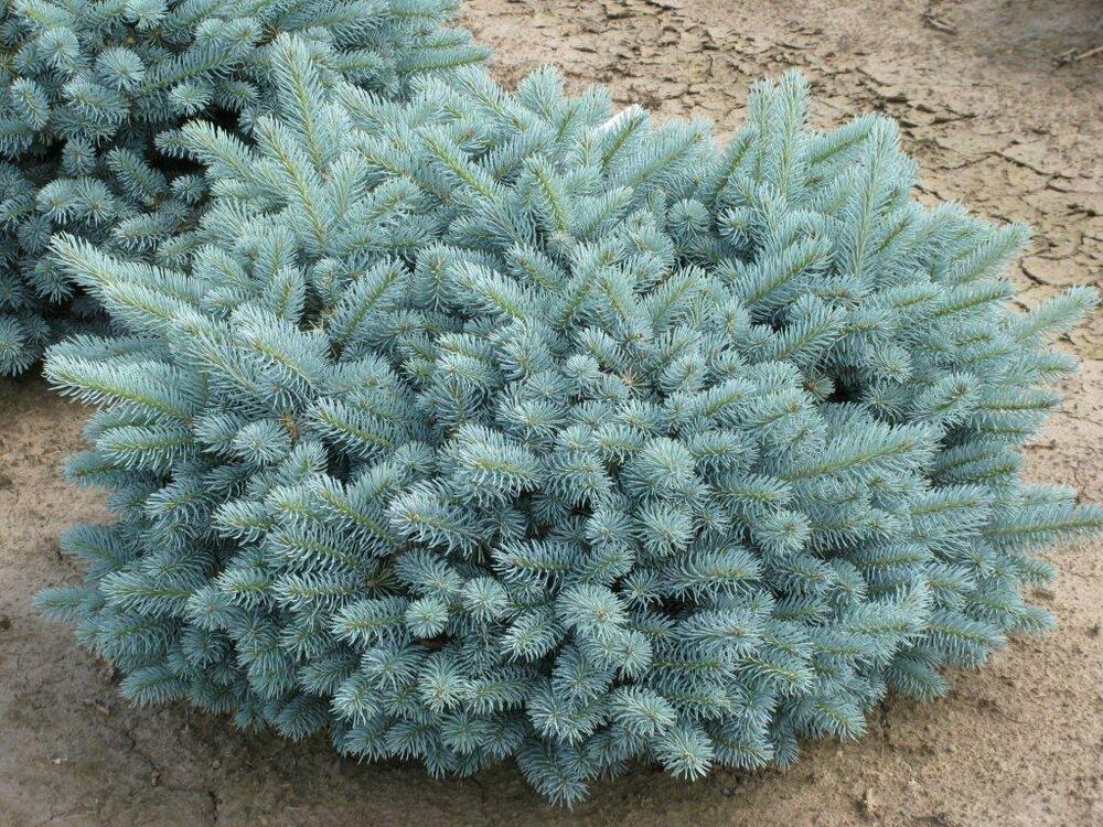 Ель колючая Глаука Глобоза (Picea pungens 'Glauca Globosa')