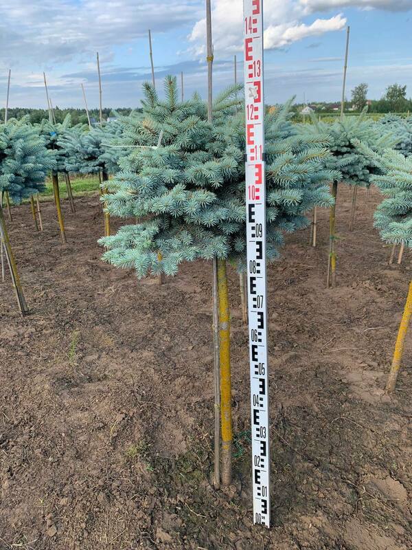 Ель колючая Глаука Глобоза (Picea pungens 'Glauca Globosa')