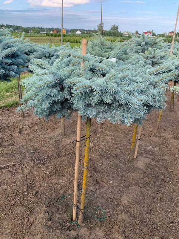 Ель колючая Глаука Глобоза (Picea pungens 'Glauca Globosa')