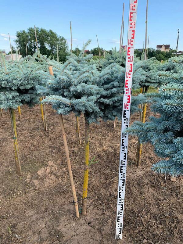 Ель колючая Глаука Глобоза (Picea pungens 'Glauca Globosa')