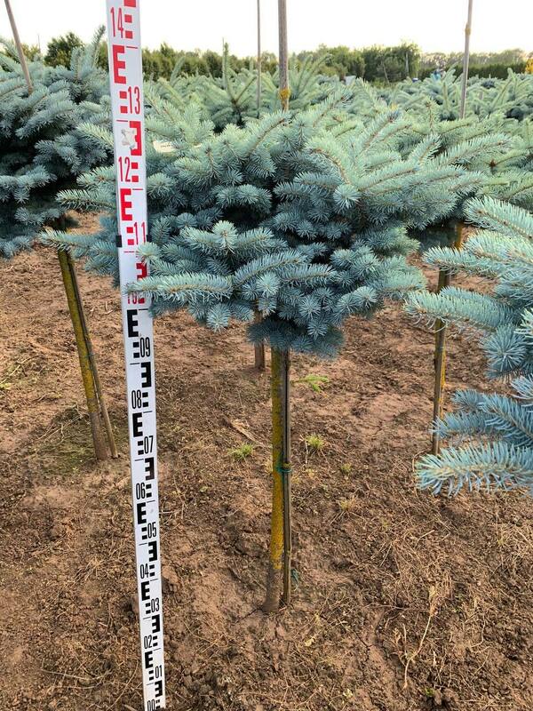 Ель колючая Глаука Глобоза (Picea pungens 'Glauca Globosa')