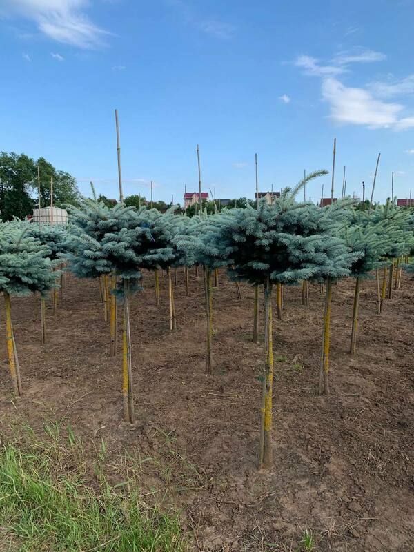 Ель колючая Глаука Глобоза (Picea pungens 'Glauca Globosa')