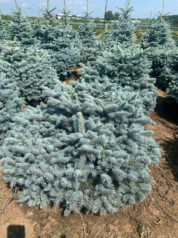 Ель колючая Глаука Глобоза (Picea pungens 'Glauca Globosa')