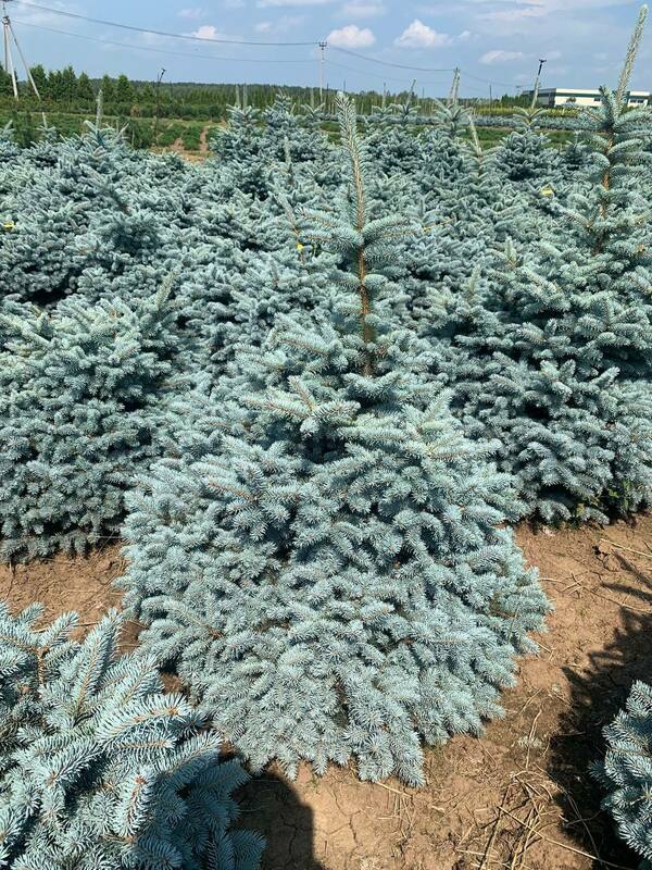 Ель колючая Глаука Глобоза (Picea pungens 'Glauca Globosa')