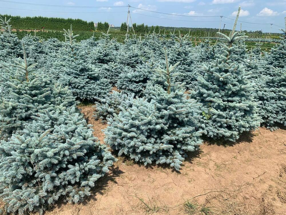 Ель колючая Глаука Глобоза (Picea pungens 'Glauca Globosa')