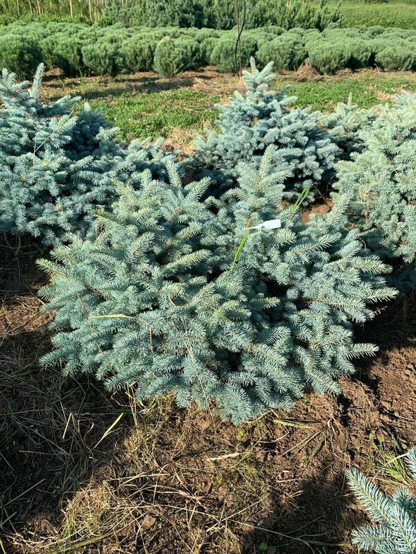 Ель колючая Глаука Глобоза (Picea pungens 'Glauca Globosa')