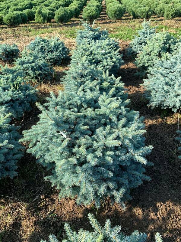 Ель колючая Глаука Глобоза (Picea pungens 'Glauca Globosa')