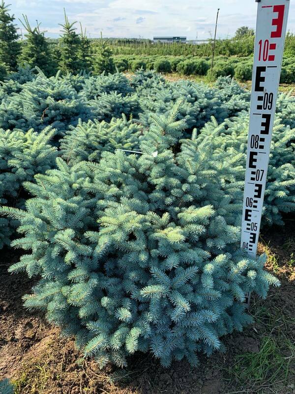 Ель колючая Глаука Глобоза (Picea pungens 'Glauca Globosa')