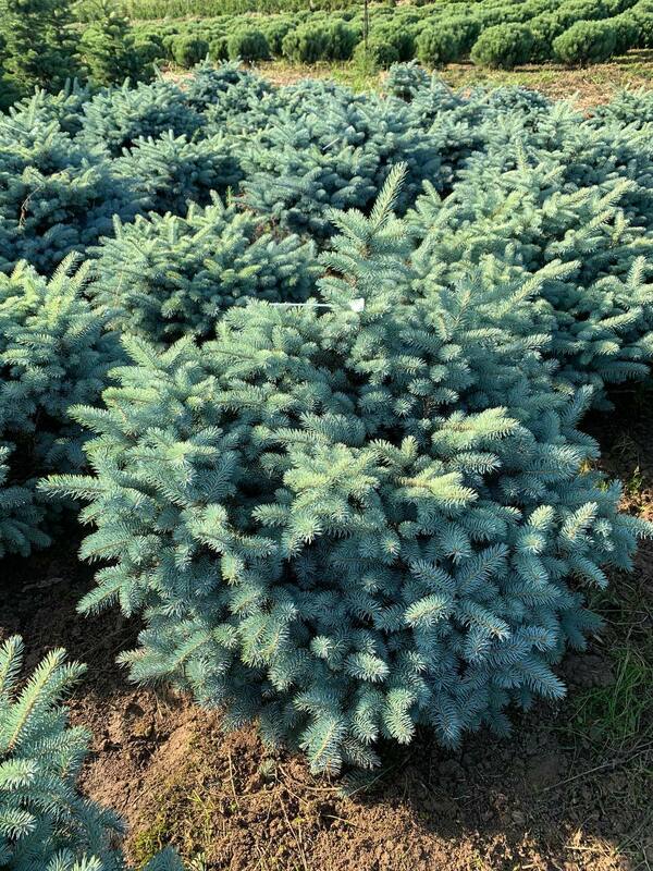 Ель колючая Глаука Глобоза (Picea pungens 'Glauca Globosa')