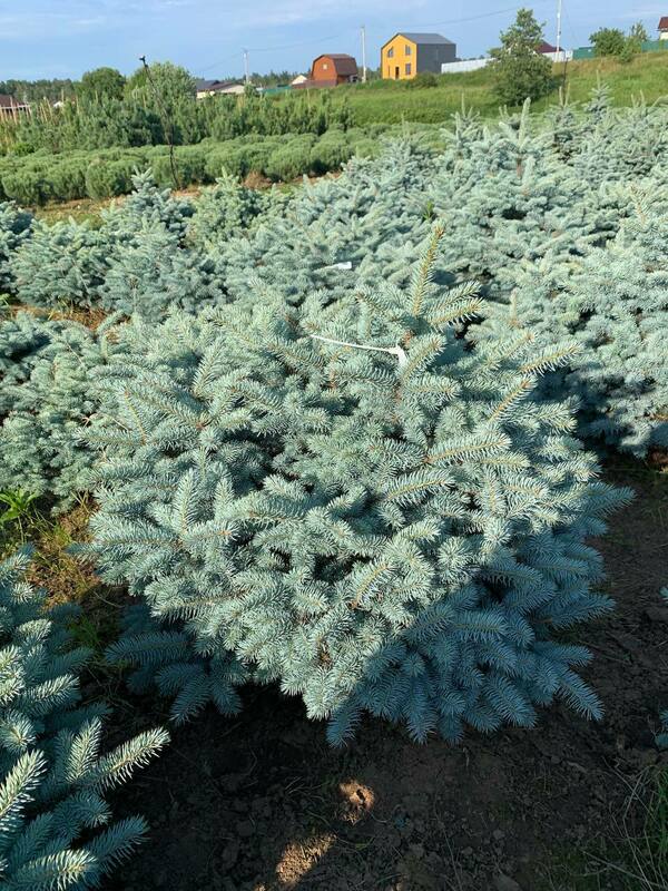 Ель колючая Глаука Глобоза (Picea pungens 'Glauca Globosa')