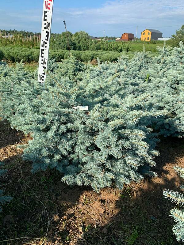 Ель колючая Глаука Глобоза (Picea pungens 'Glauca Globosa')