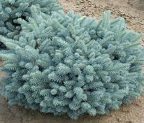 Ель колючая Глаука Глобоза (Picea pungens 'Glauca Globosa')