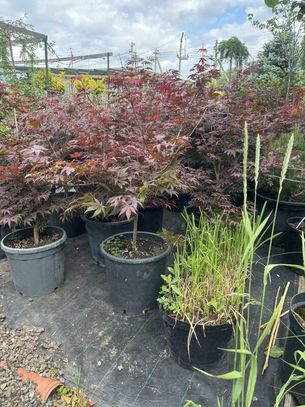 Клен дланевидный Атропурпуреум (Acer palmatum 'Atropurpureum')