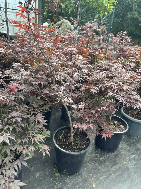 Клен дланевидный Атропурпуреум (Acer palmatum 'Atropurpureum')