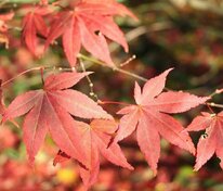 Клен пальмолистный 'Atropurpureum'